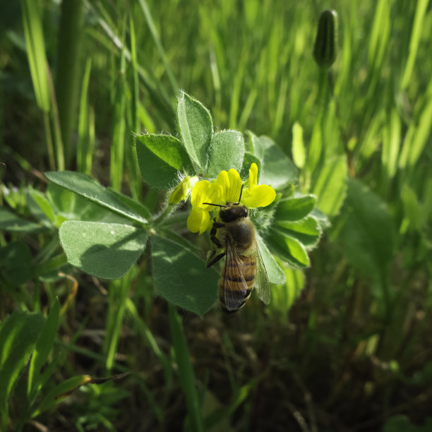 蜜蜂在野花上。图片下载