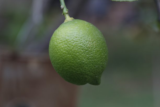 绿柠檬。/柠檬挂在树上。图片下载