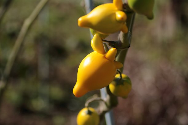 乳房的水果图片下载