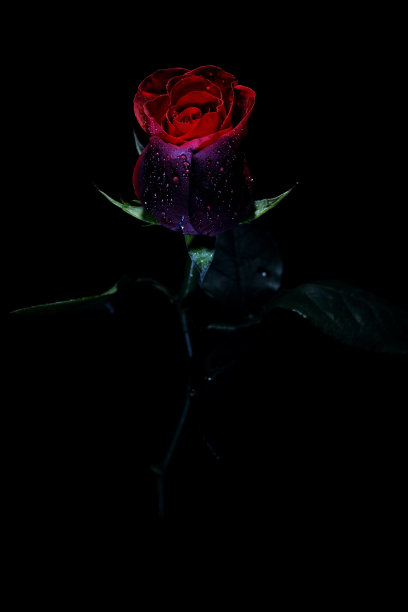 非常深的湿红玫瑰花图片下载