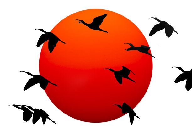 鸟西卢埃特图片下载