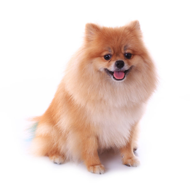 棕色博美犬微笑图片下载