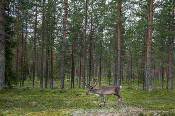 驯鹿在森林图片下载