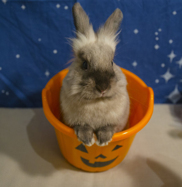 万圣节桶里的兔子图片下载
