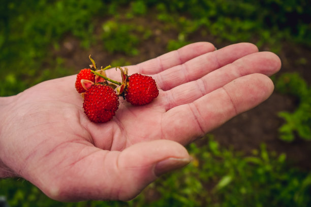 西藏的草莓。图片下载