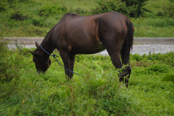 加勒比之旅图片下载