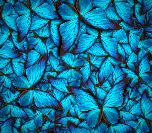 美丽的蝴蝶背景图片下载