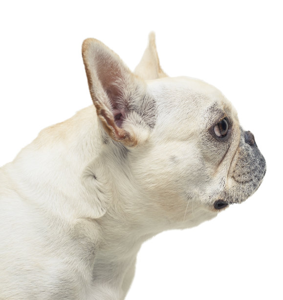 法国斗牛犬头在侧面图片下载