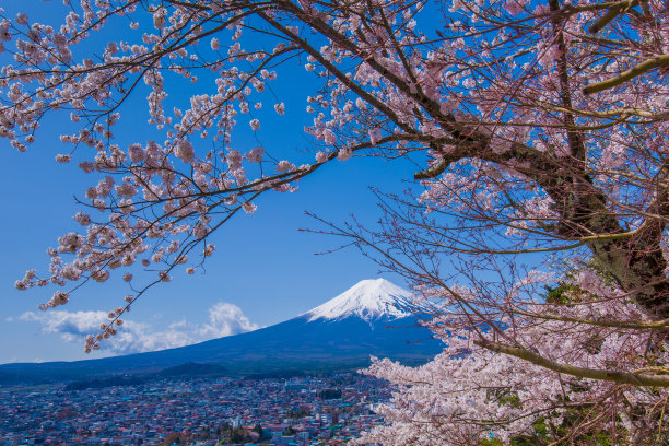 富士山和樱花景观。图片下载