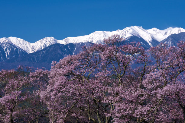 高田的樱花图片下载