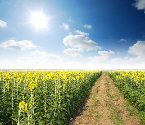 向日葵在阳光的时候图片下载