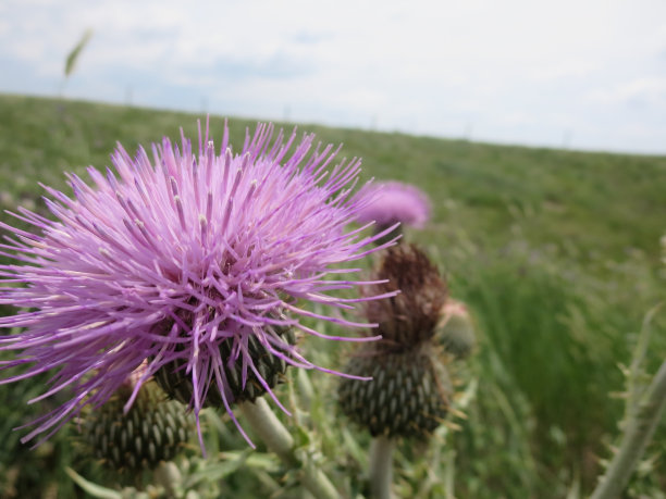 紫色野蓟花蒙大拿图片下载