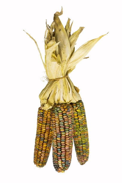 玉米包图片下载