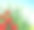 红花花园图片下载