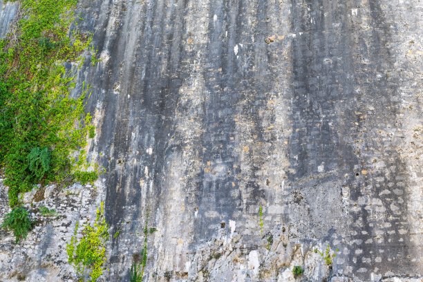 抽象的破旧的纹理的旧混凝土墙与植物图片下载