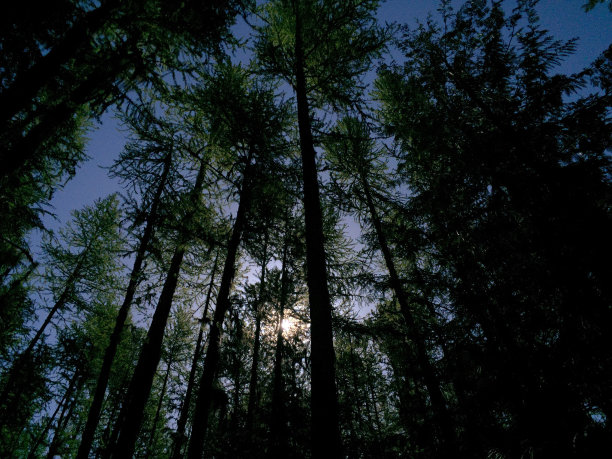 树木在蒙大拿图片下载