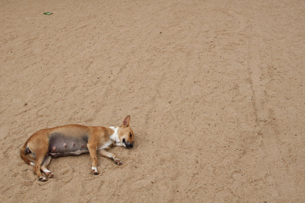 狗在海滩图片下载