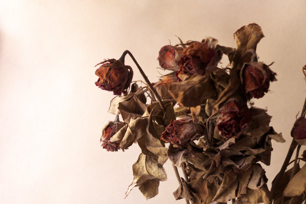 玫瑰花照片素材ID：120787984