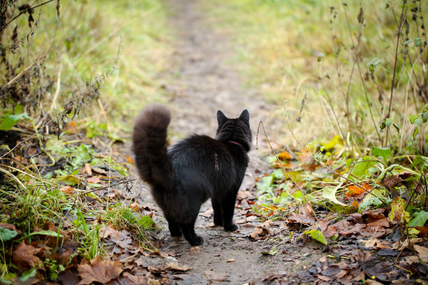 黑色的猫图片下载