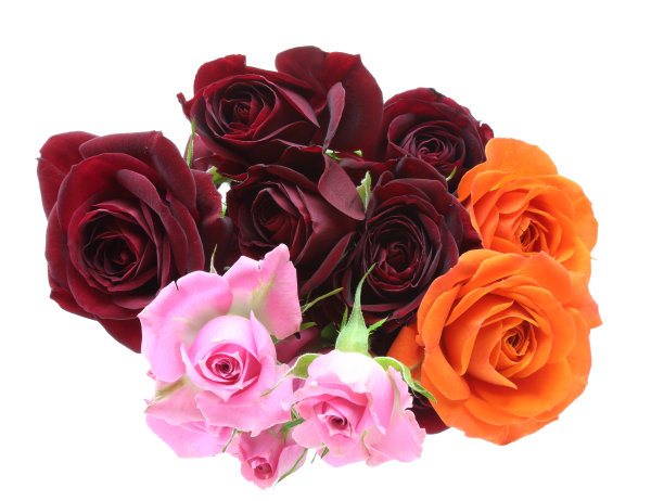 束玫瑰图片下载