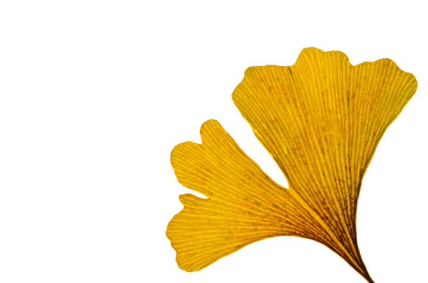 秋天叶子特写图片下载