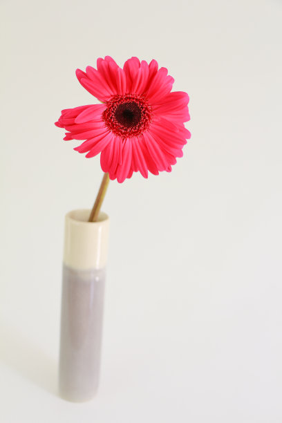 粉红色的非洲菊图片下载