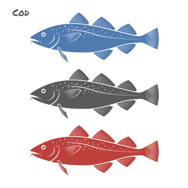 鳕鱼矢量插图在白色的背景图片下载