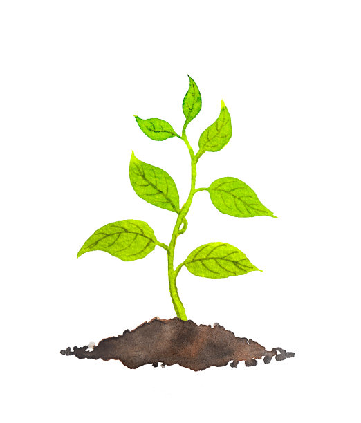 春芽-绿色植物。水彩图片下载