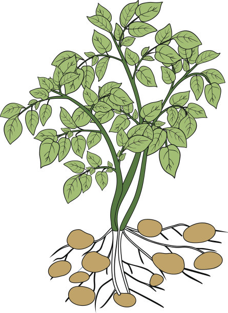 土豆植物图片下载