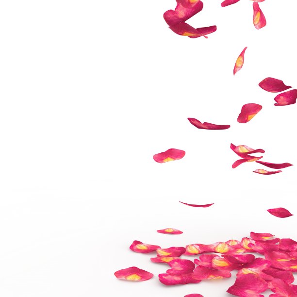 玫瑰花瓣飘落到地板上图片下载