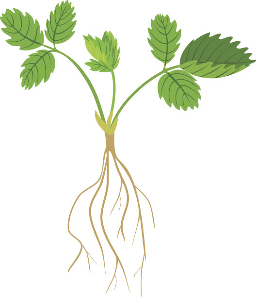 草莓植物图片下载