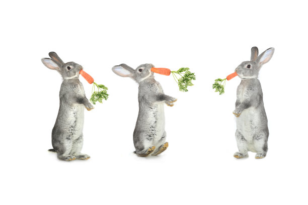 三只兔子图片下载