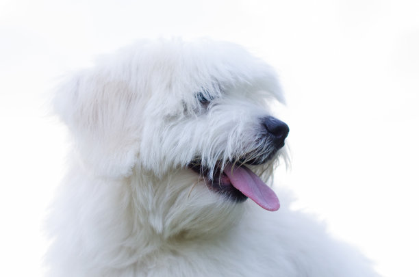 狗肖像图片下载