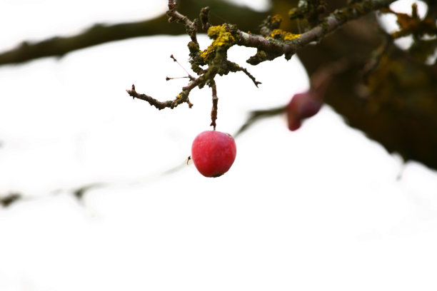 树枝上的红色浆果图片下载