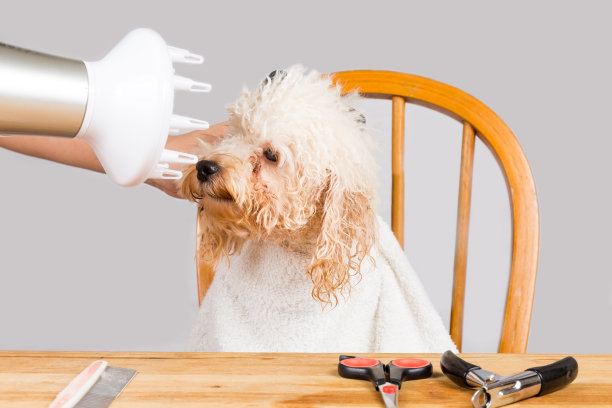在沙龙吹湿狮子狗毛的概念图片下载