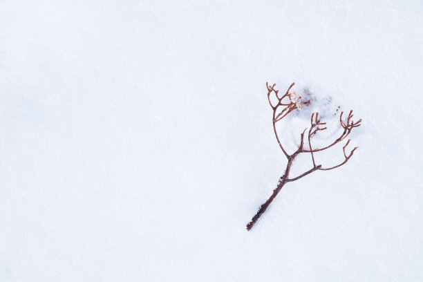 小小的无叶莓枝落在雪上图片下载