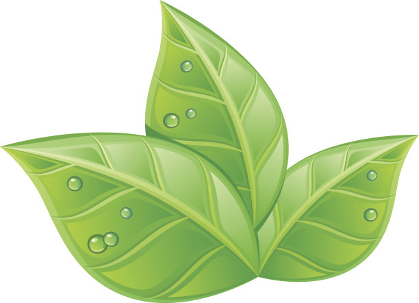 潮湿的树叶图片下载