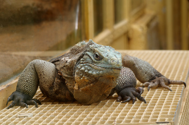 鬣蜥动物动物园图片下载