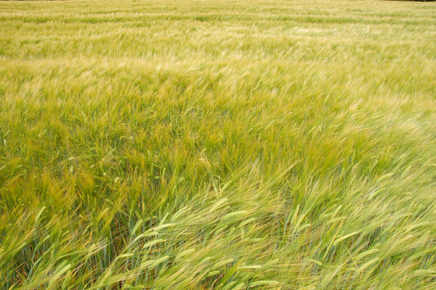 谷物在风图片下载