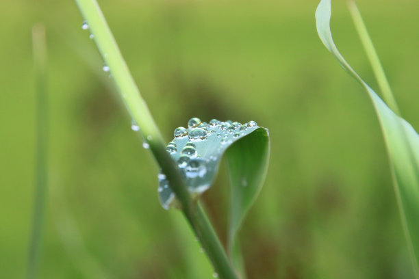 水珠落在绿叶上图片下载