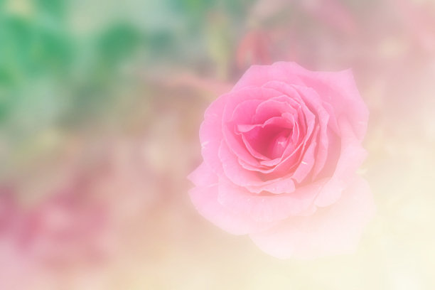 用滤色镜制作的美丽花朵图片下载