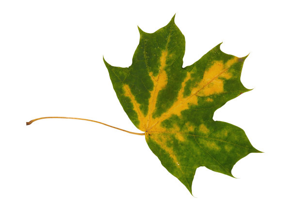 秋色黄绿，枫叶宏上孤上白图片下载