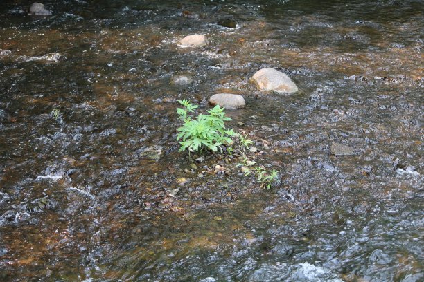 在溪流中间种植图片下载