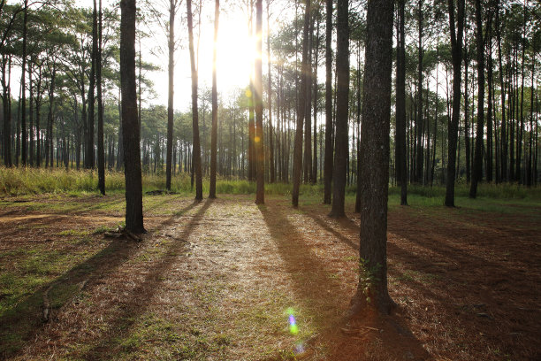 早晨的松木图片下载
