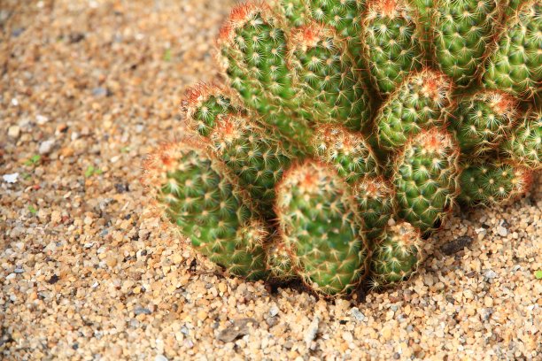 仙人掌图片下载