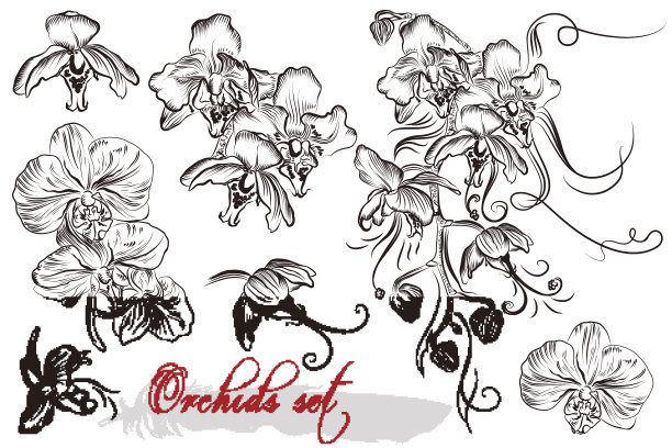 集矢量详细兰花花图片下载