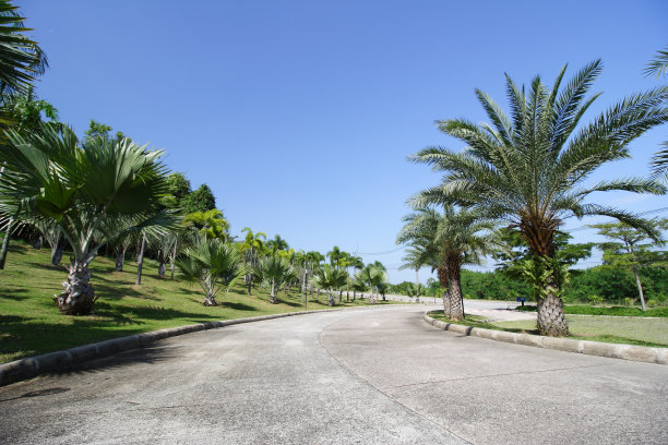 沿路的棕榈树图片下载