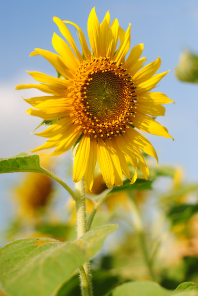 向日葵图片下载