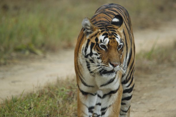 孟加拉虎图片下载