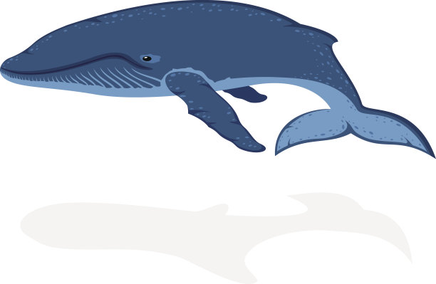 鲸鱼图片下载